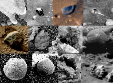 Mars fossils